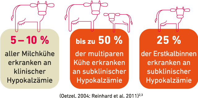 Grafik zeigt, dass 5-10 % aller Milchkühe an klinischer Hypokalzämie, bis zu 50 % der multiparen Kühe und 25 % der Erstkalbinnen an subklinischer Hypokalzämie erkranken