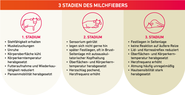 Grafik zeigt die 3 Stadien des Milchfiebers bei Kühen mit jeweils typischen Symptomen